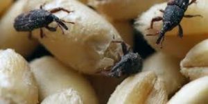Маленькі жучки в квартирі: як виявити, чому з’являються і як позбутись назавжди